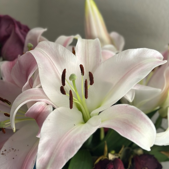 Meet your Posher, Morgan - Picture 5 of 7